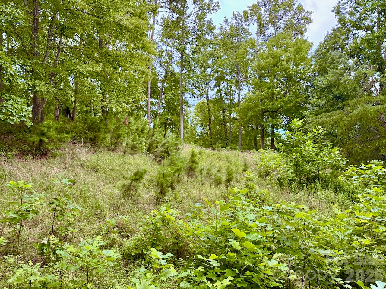 View of clearing inside the lot - 120 Ben Lippen School Road, Asheville