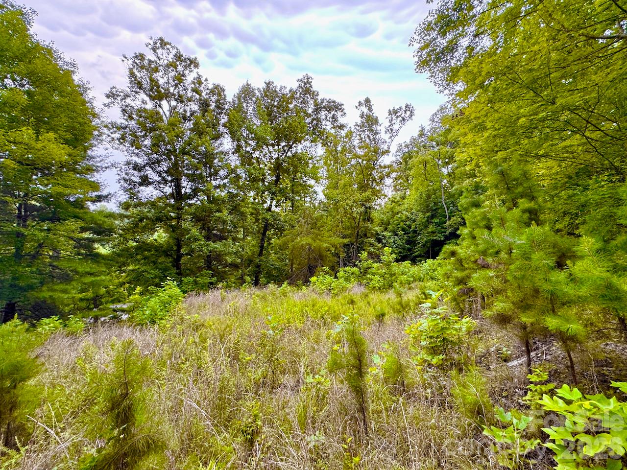 View of clearing inside the lot - 120 Ben Lippen School Road, Asheville