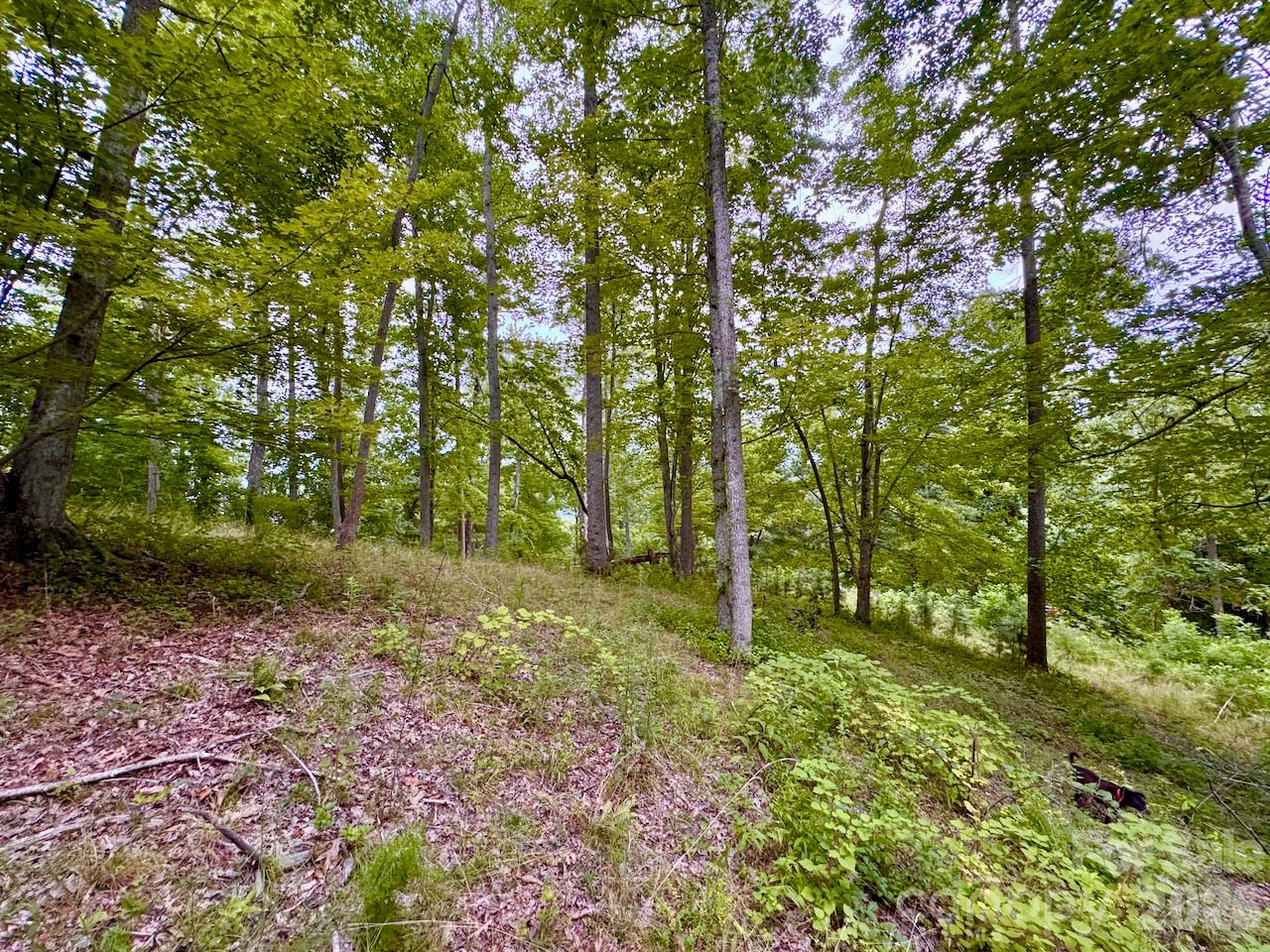 View of clearing inside the lot - 120 Ben Lippen School Road, Asheville