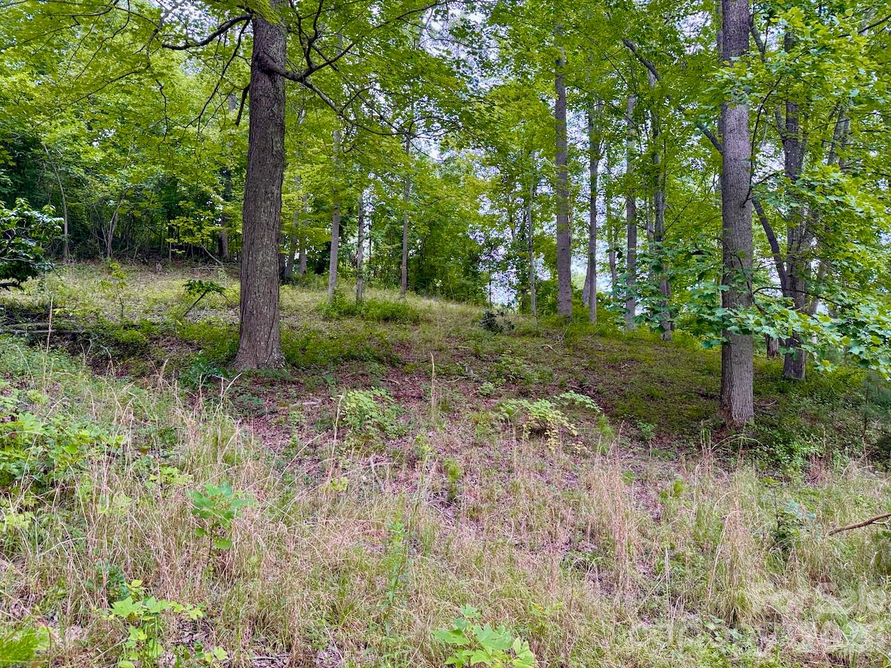 View of clearing inside the lot - 120 Ben Lippen School Road, Asheville