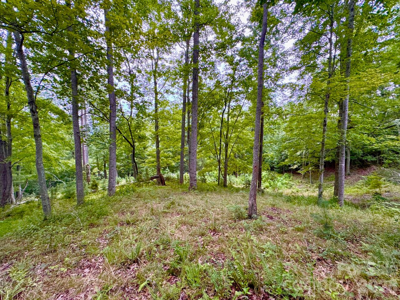 View of clearing inside the lot - 120 Ben Lippen School Road, Asheville