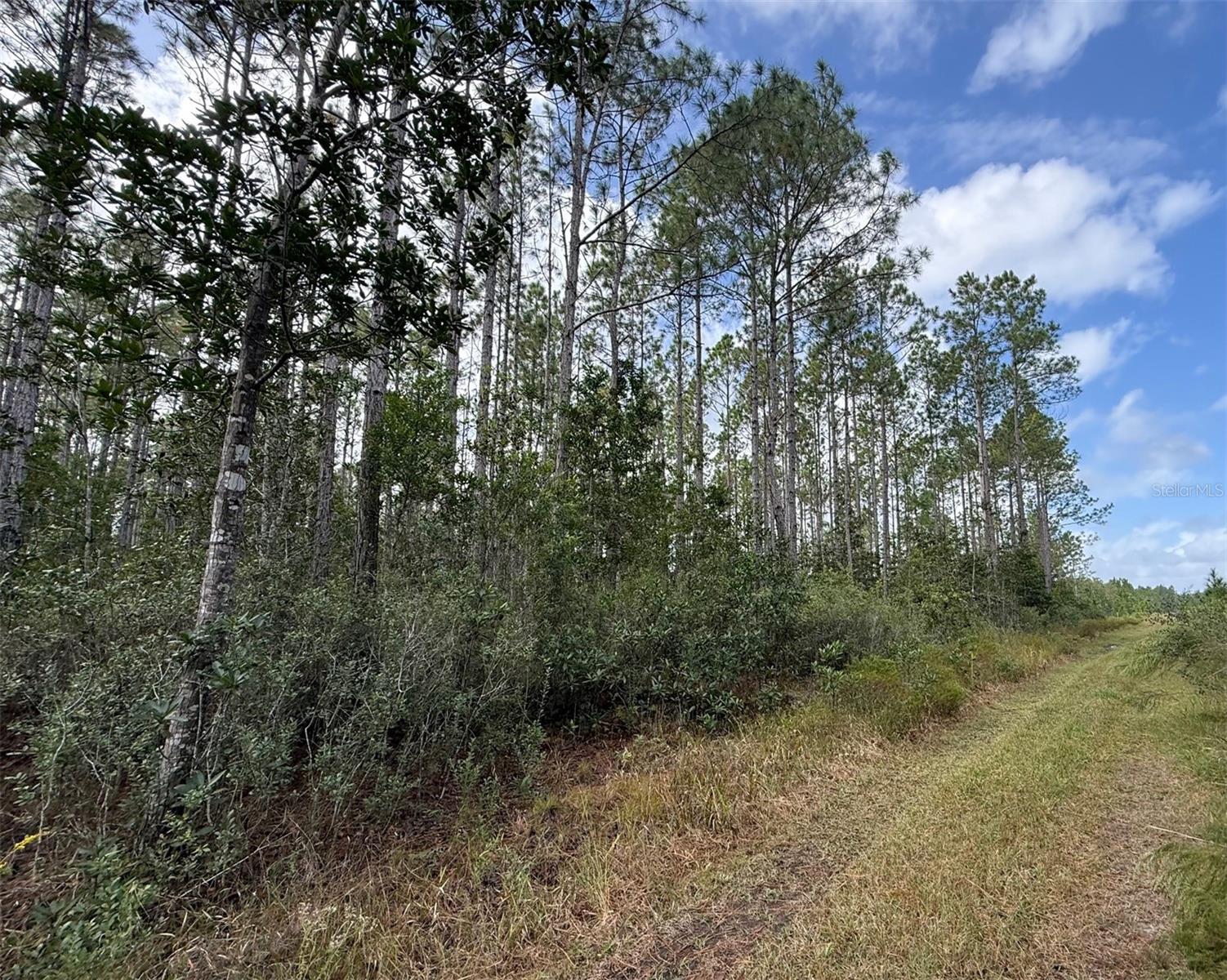 Land at WILD CUR RD, PIERSON, photo 3 of 14