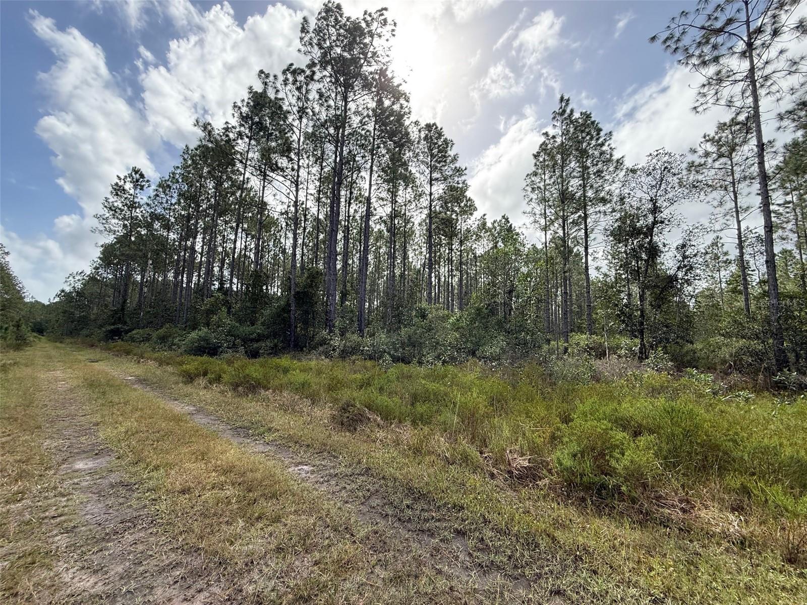 Land at WILD CUR RD, PIERSON, photo 5 of 14