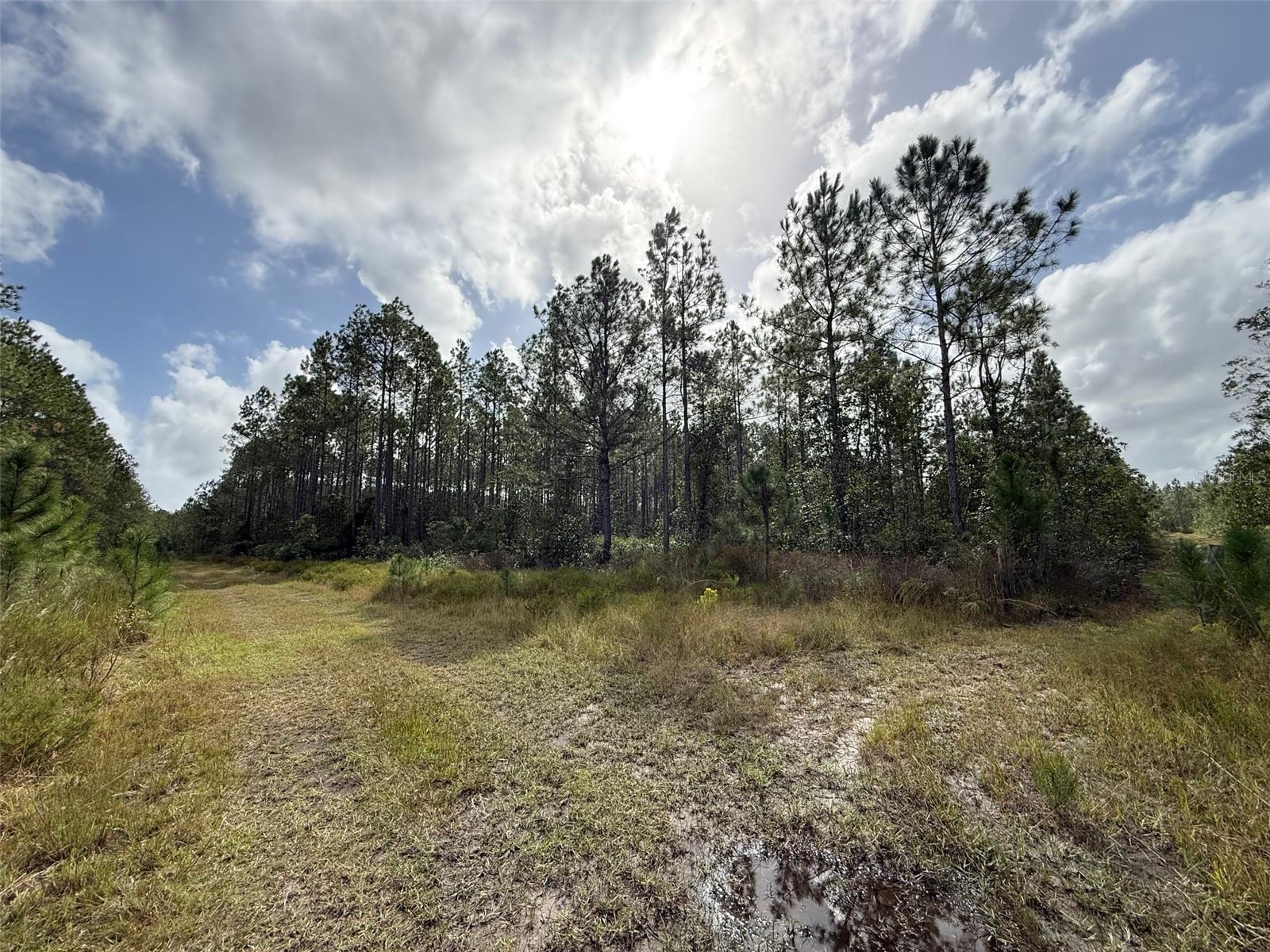 Land at WILD CUR RD, PIERSON, photo 7 of 14