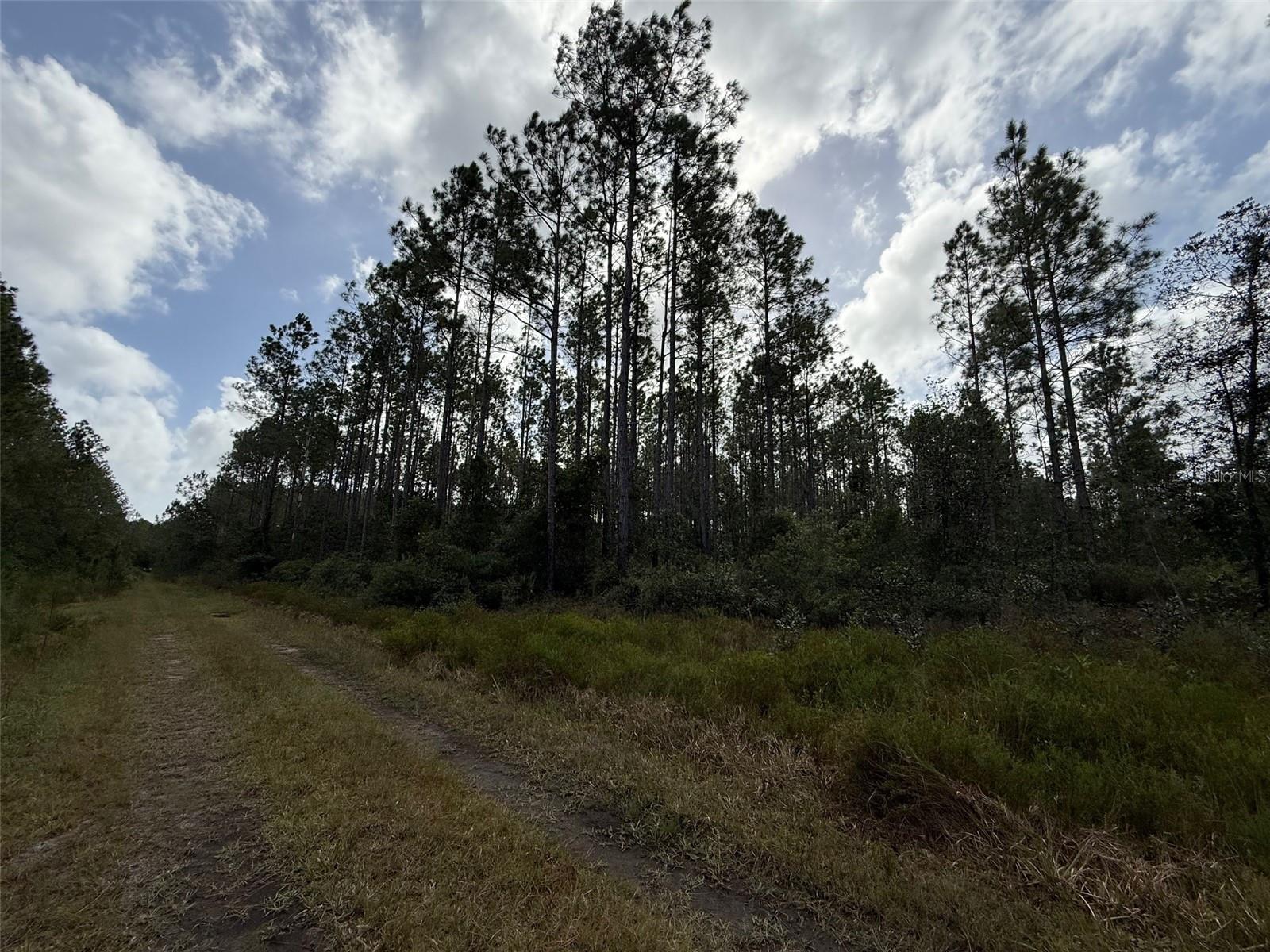 Land at WILD CUR RD, PIERSON, photo 9 of 14