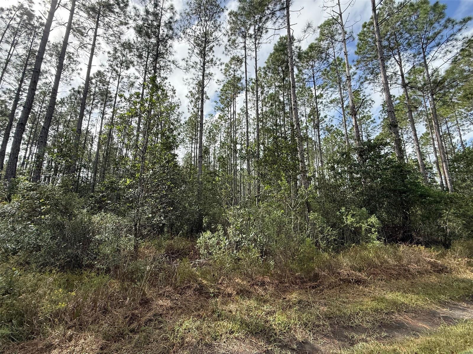 Land at WILD CUR RD, PIERSON, photo 11 of 14