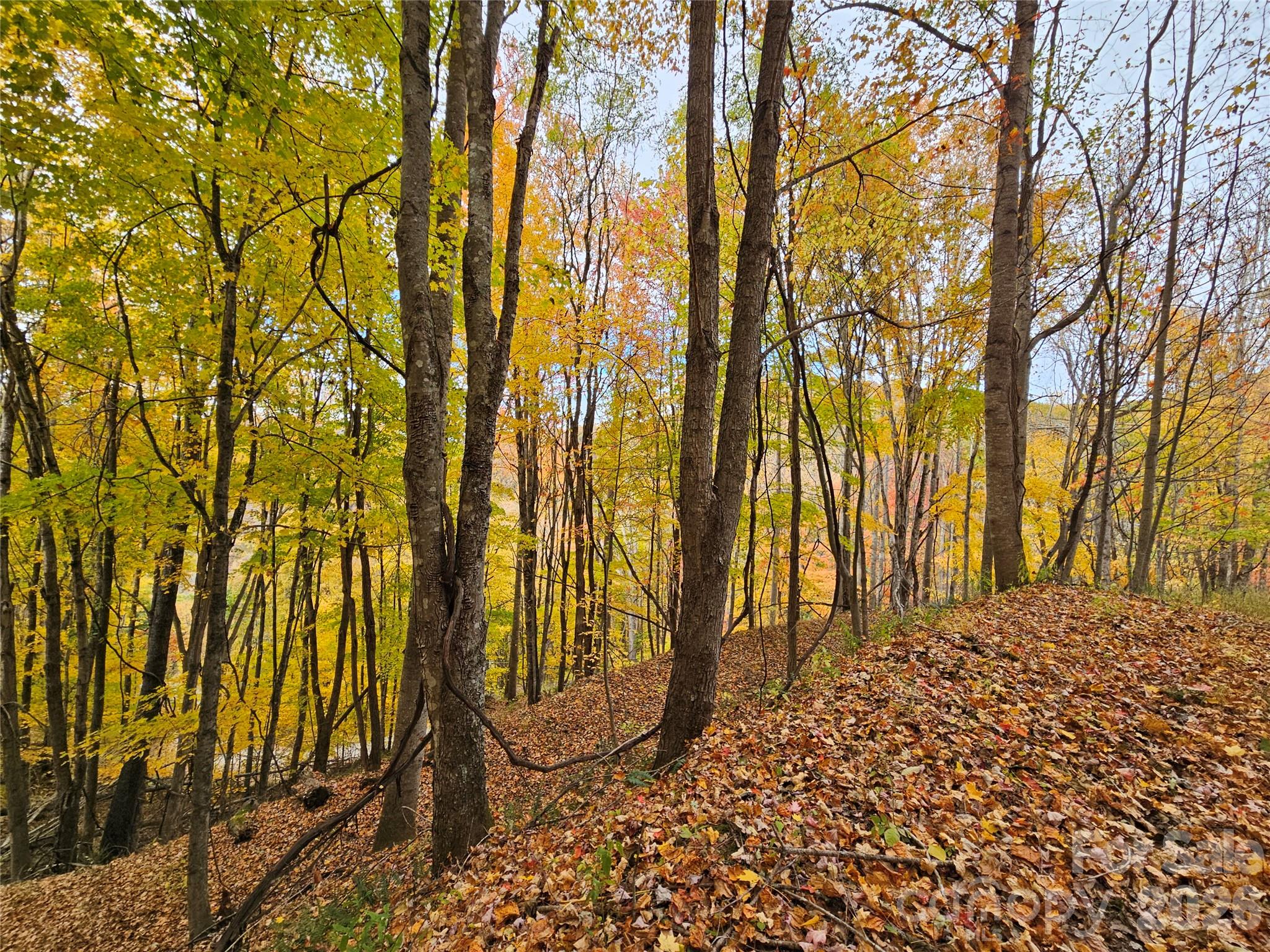 Lot at 00 Sacred Cove Drive, Clyde, photo 6 of 25