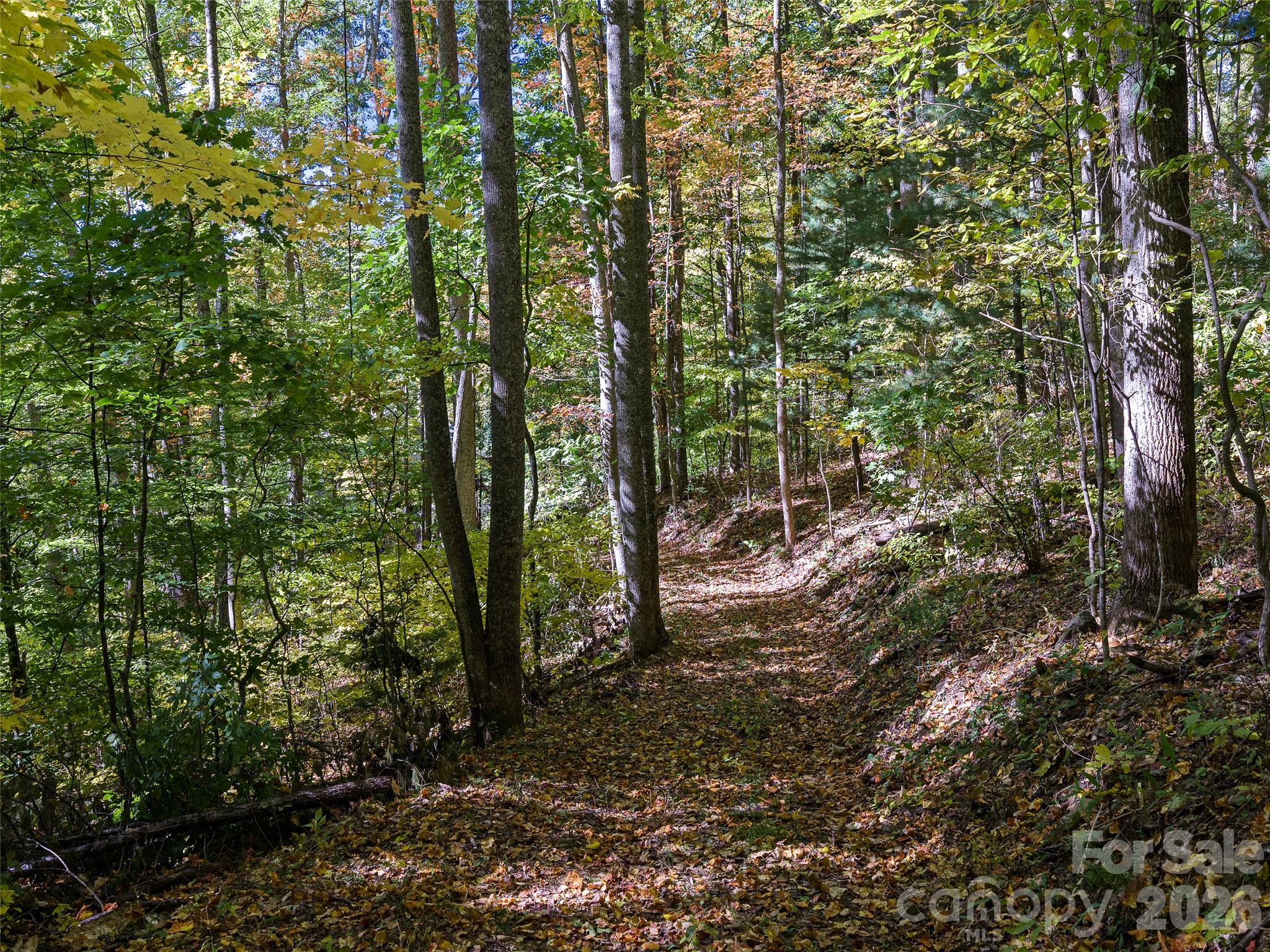 Dirt road to the house pad - 99999 Lynn Cove Road, Asheville