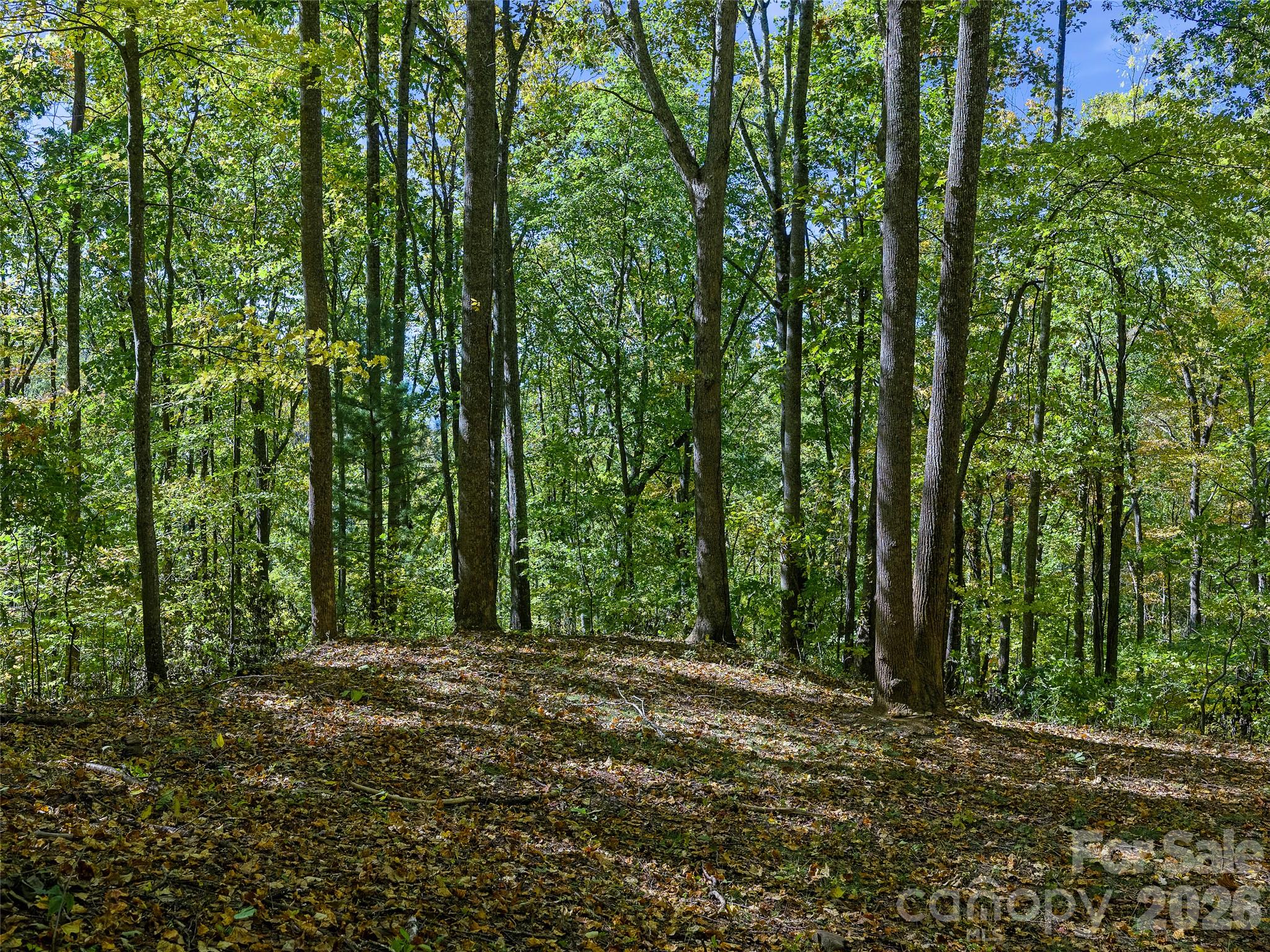 Home site - 99999 Lynn Cove Road, Asheville