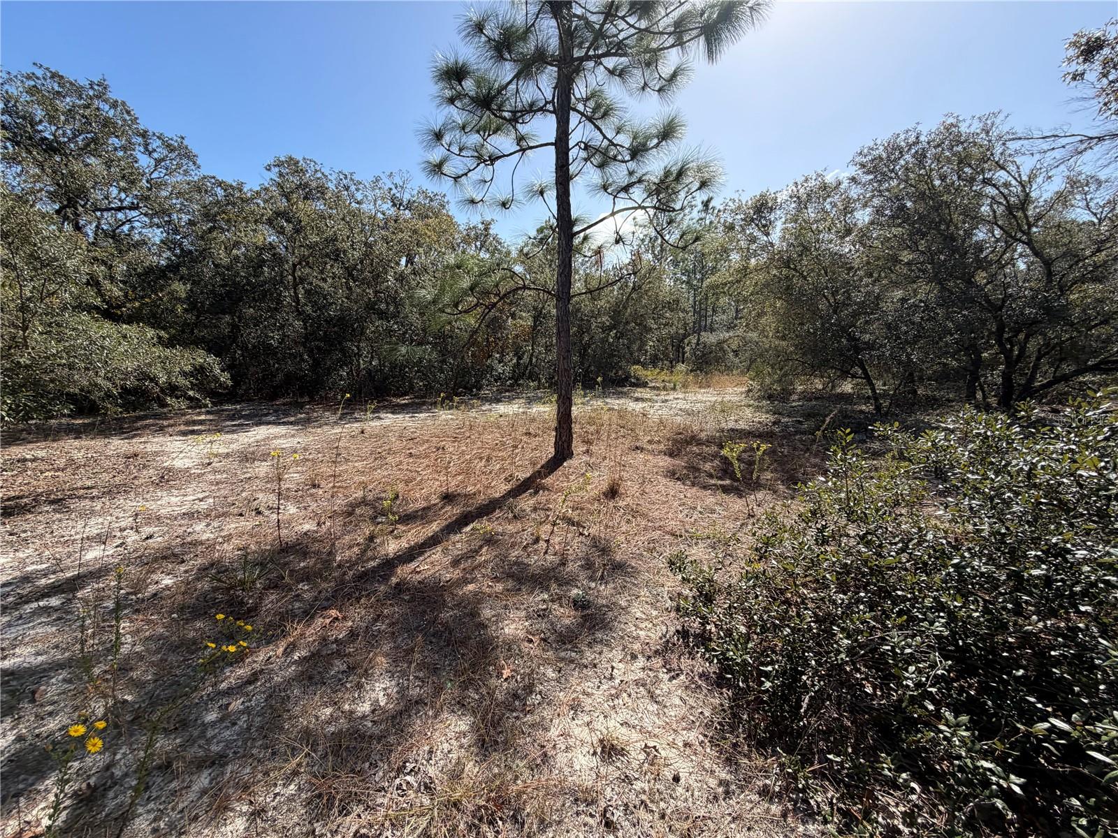 Land at SW GARDENIA CT, DUNNELLON, photo 7 of 8