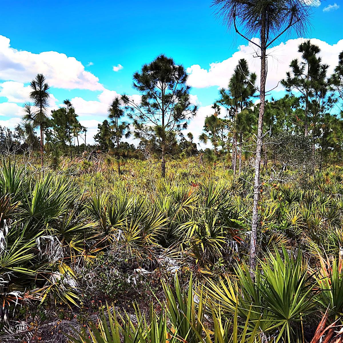 Land at 12140 KARNEY AVE, PORT CHARLOTTE, photo 9 of 9
