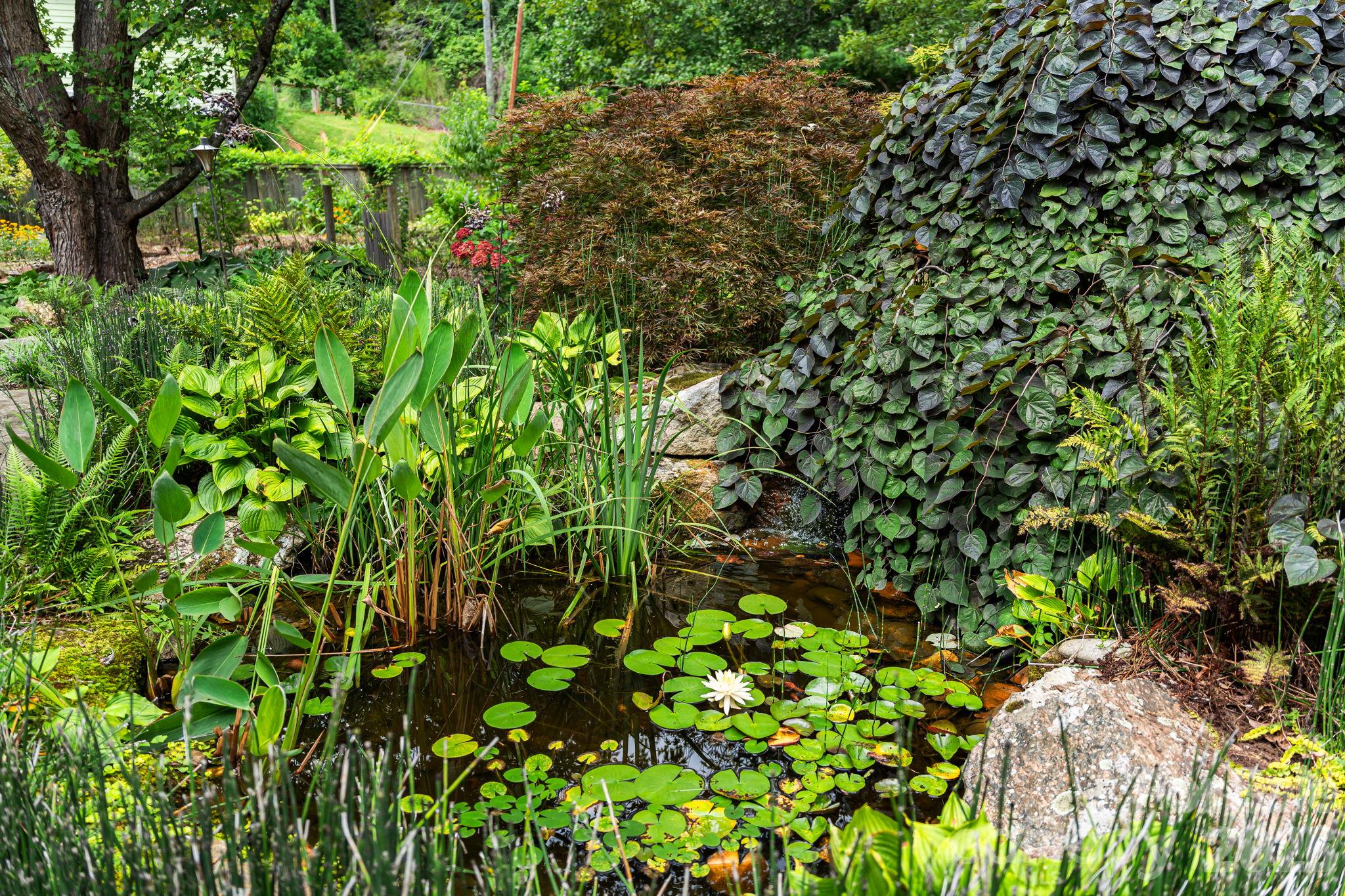Koi Pond - 414 Old Haw Creek Road, Asheville