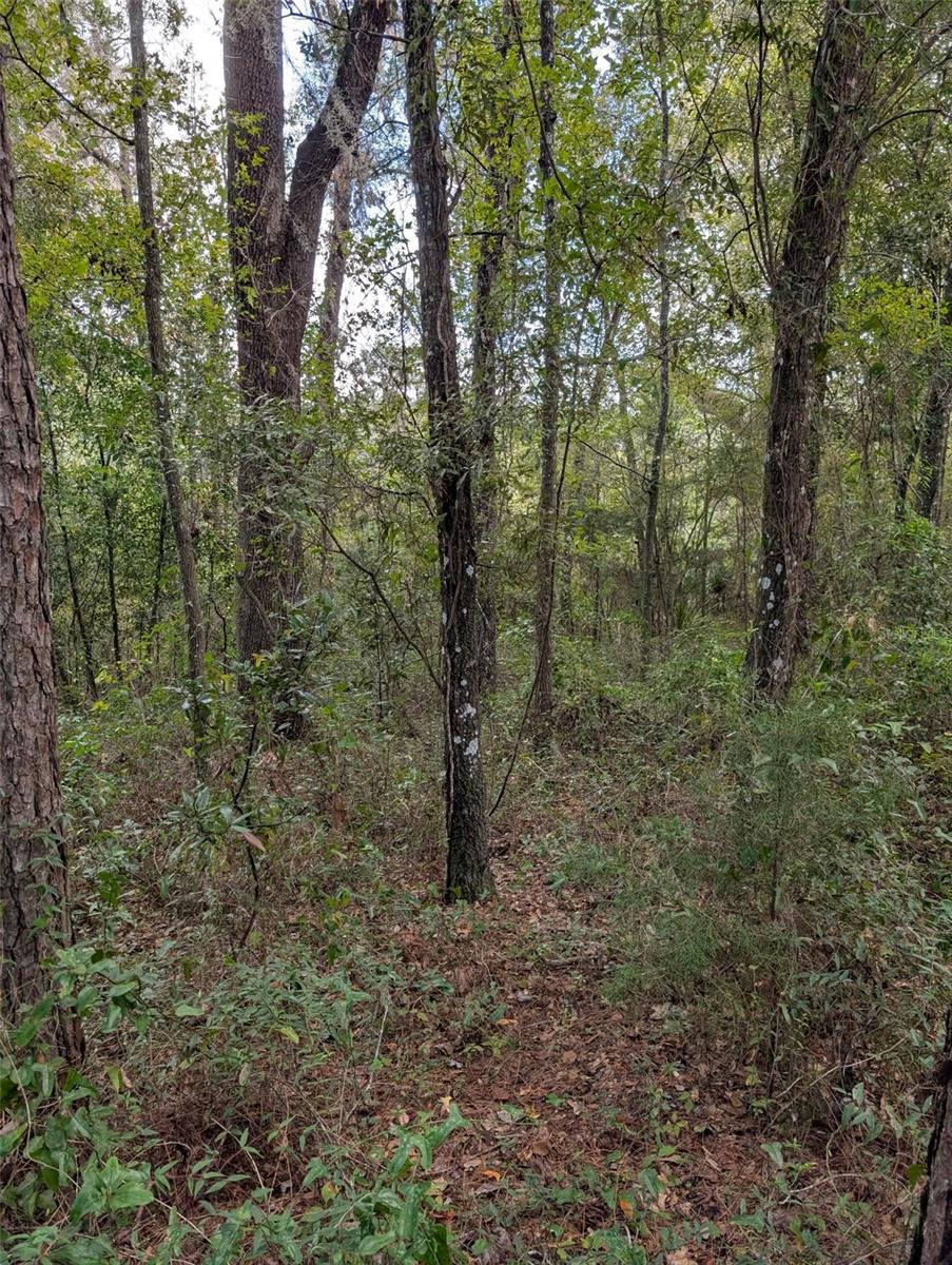 Land at 0 NW HWY 464B, MORRISTON, photo 2 of 10
