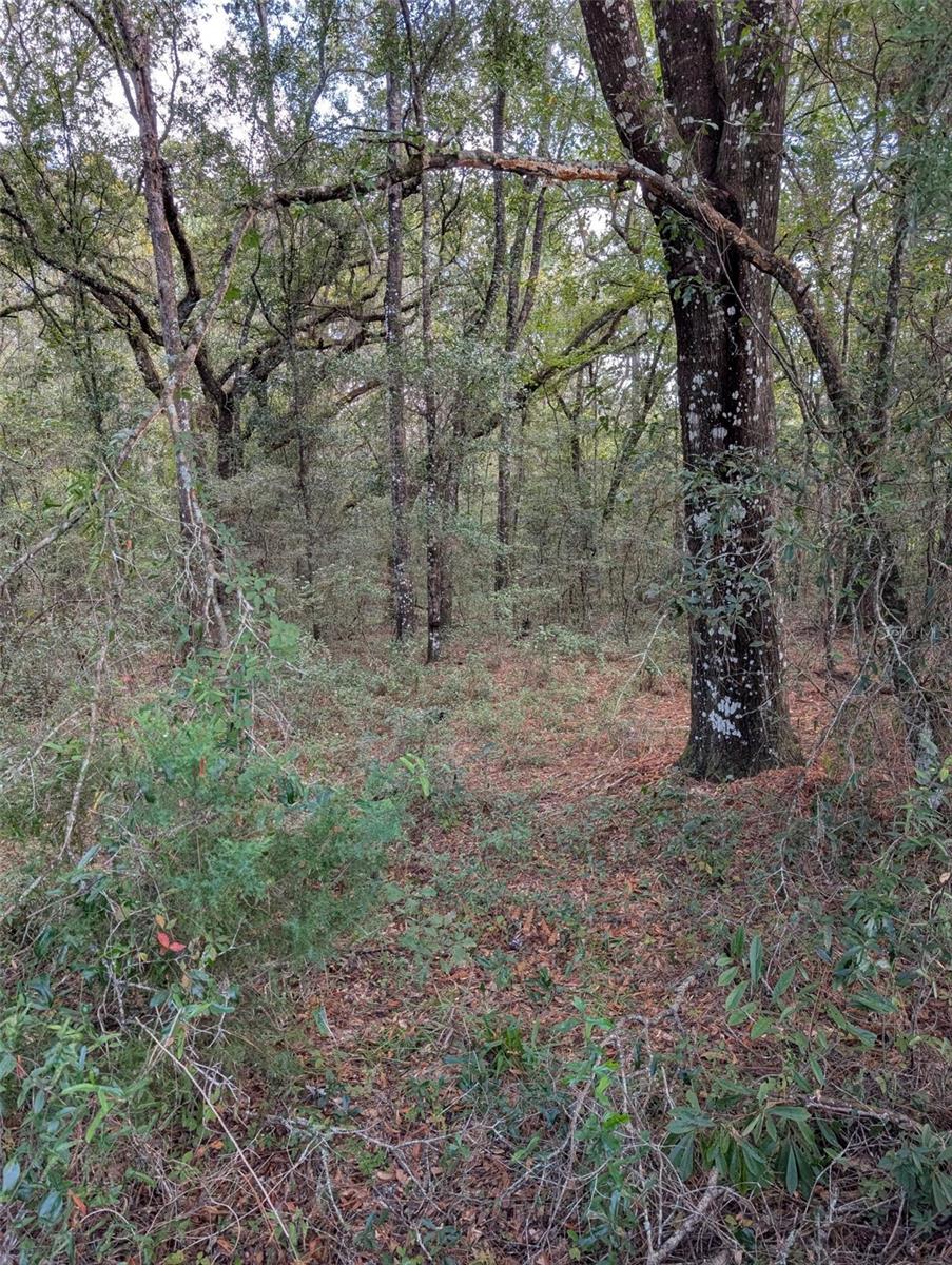 Land at 0 NW HWY 464B, MORRISTON, photo 3 of 10
