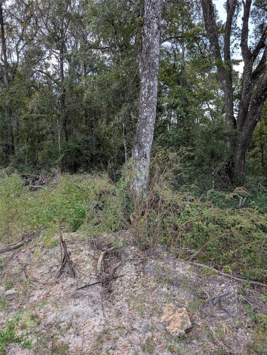 Land at 0 NW HWY 464B, MORRISTON, photo 6 of 10