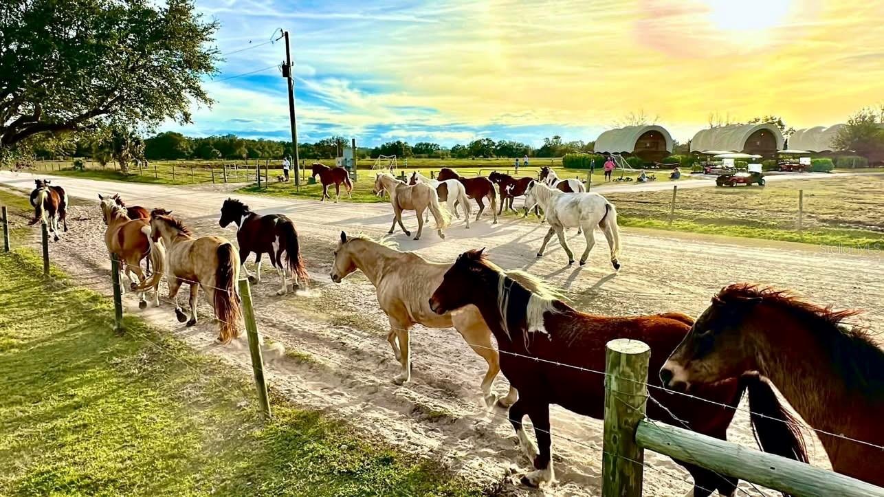 Land at 281 FOAL DR, LAKE WALES, photo 16 of 23