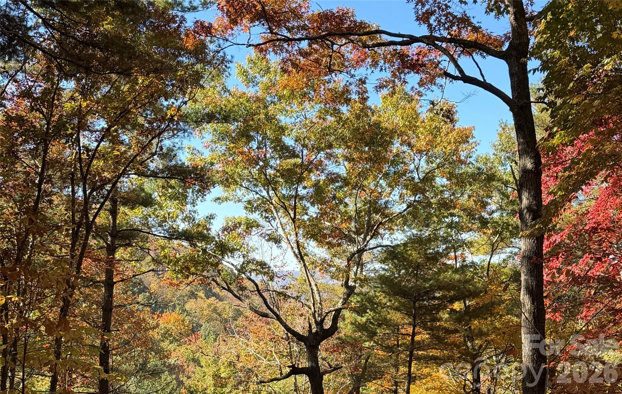 West from forest floor - 755 Hollyberry Lane, Marshall