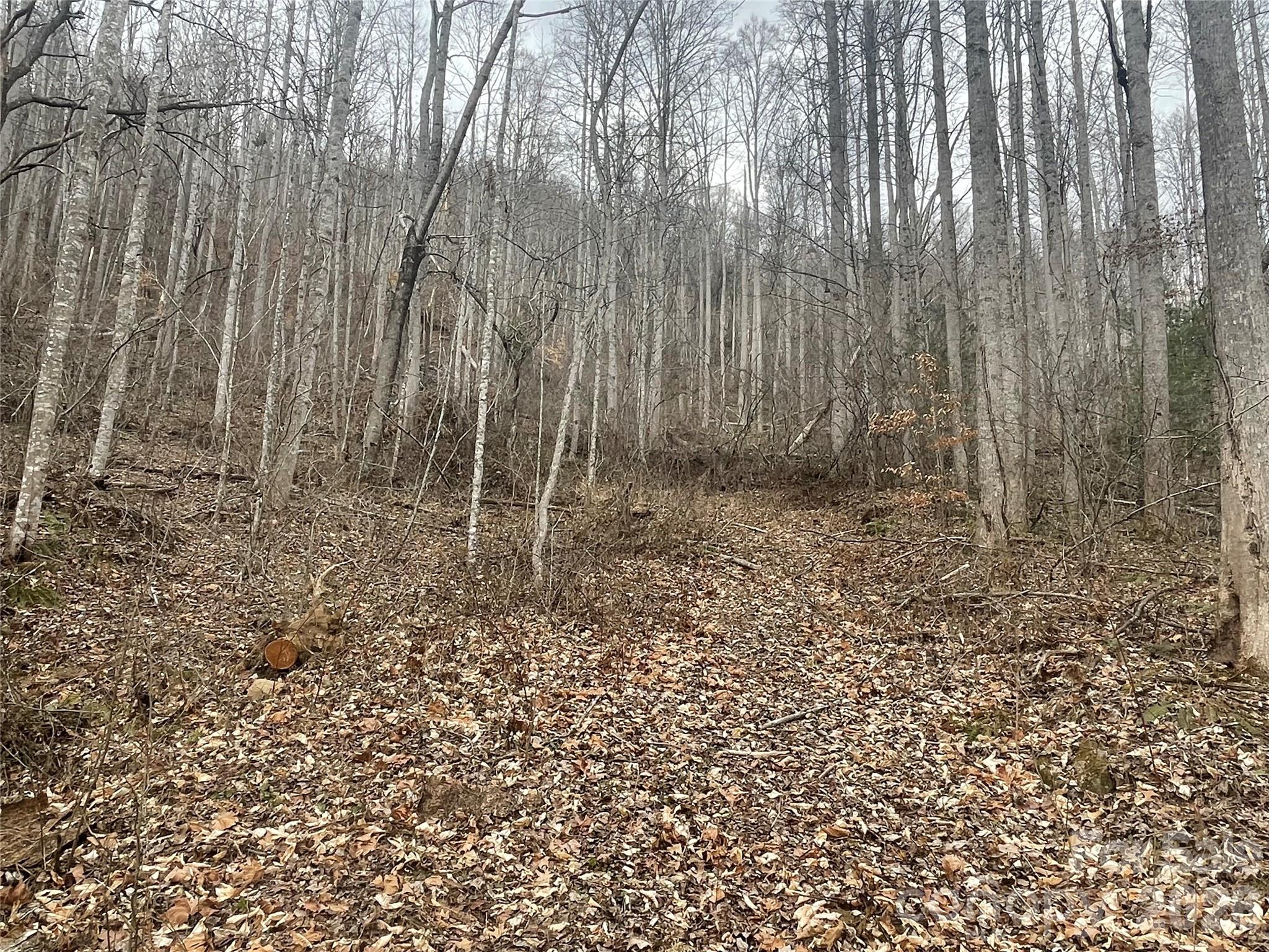 Old logging roads throughout - 999999 Martins Creek Road, Barnardsville