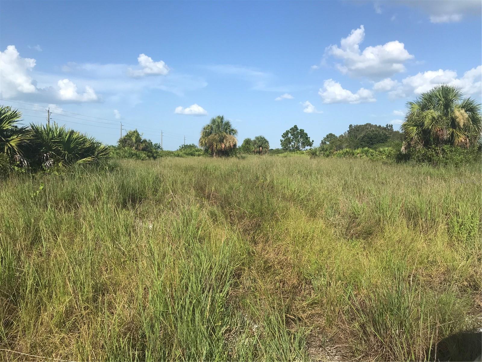 Grass lands on north end of 70 acres. - 48091 BERMONT RD, PUNTA GORDA