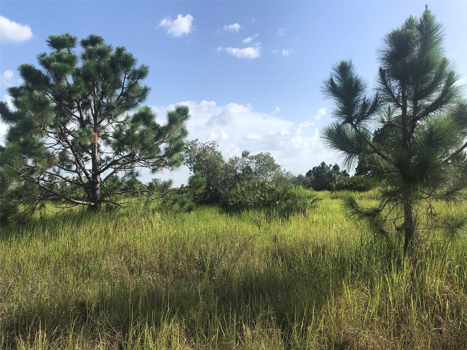 North end of the 70 acres. - 48091 BERMONT RD, PUNTA GORDA
