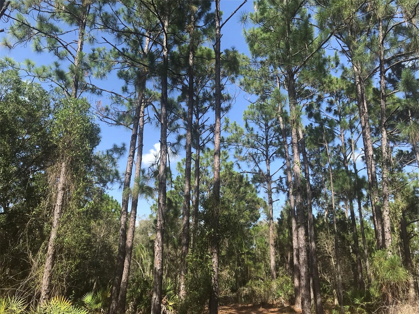 Pines to the right on north end of property. - 48091 BERMONT RD, PUNTA GORDA