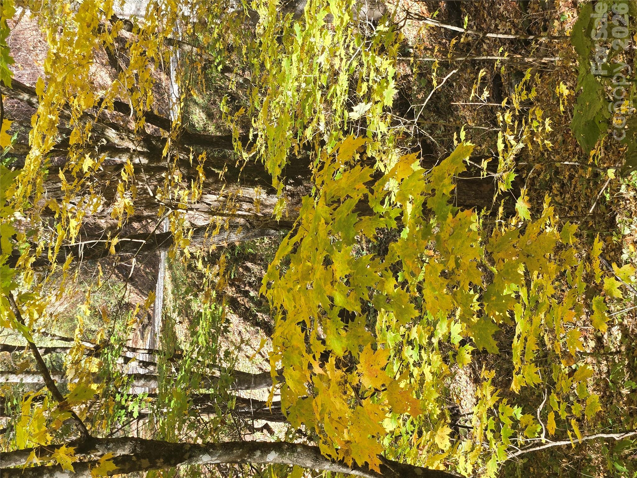 Fall colors on the lot - 24 Tater Patch Road, Maggie Valley