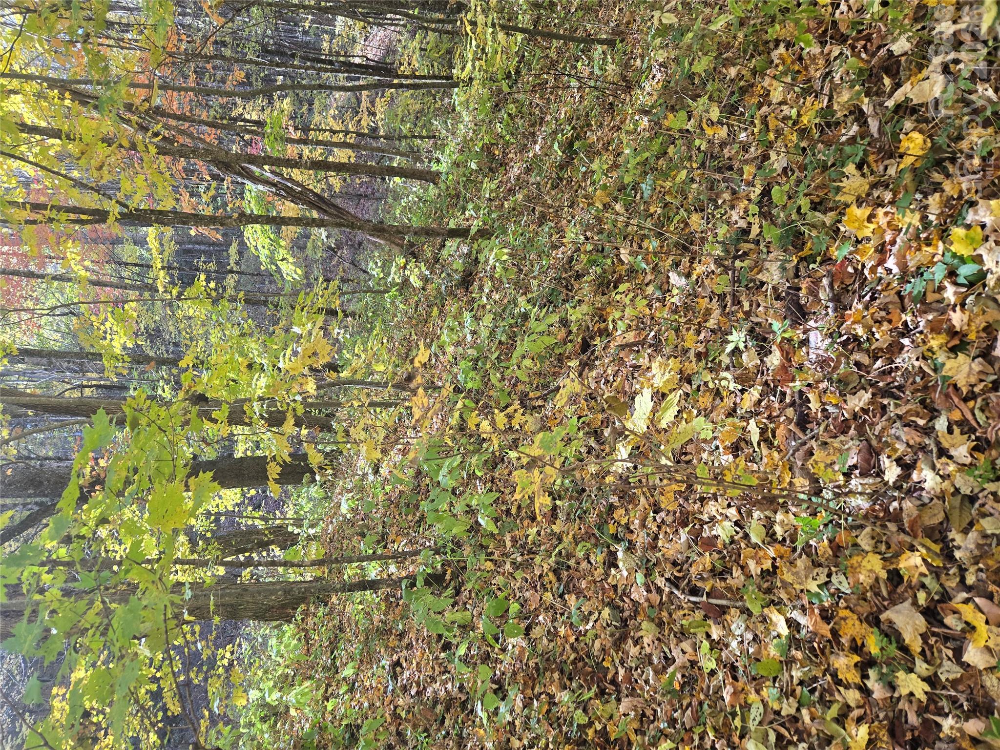 Bringing Fall to you! - 24 Tater Patch Road, Maggie Valley