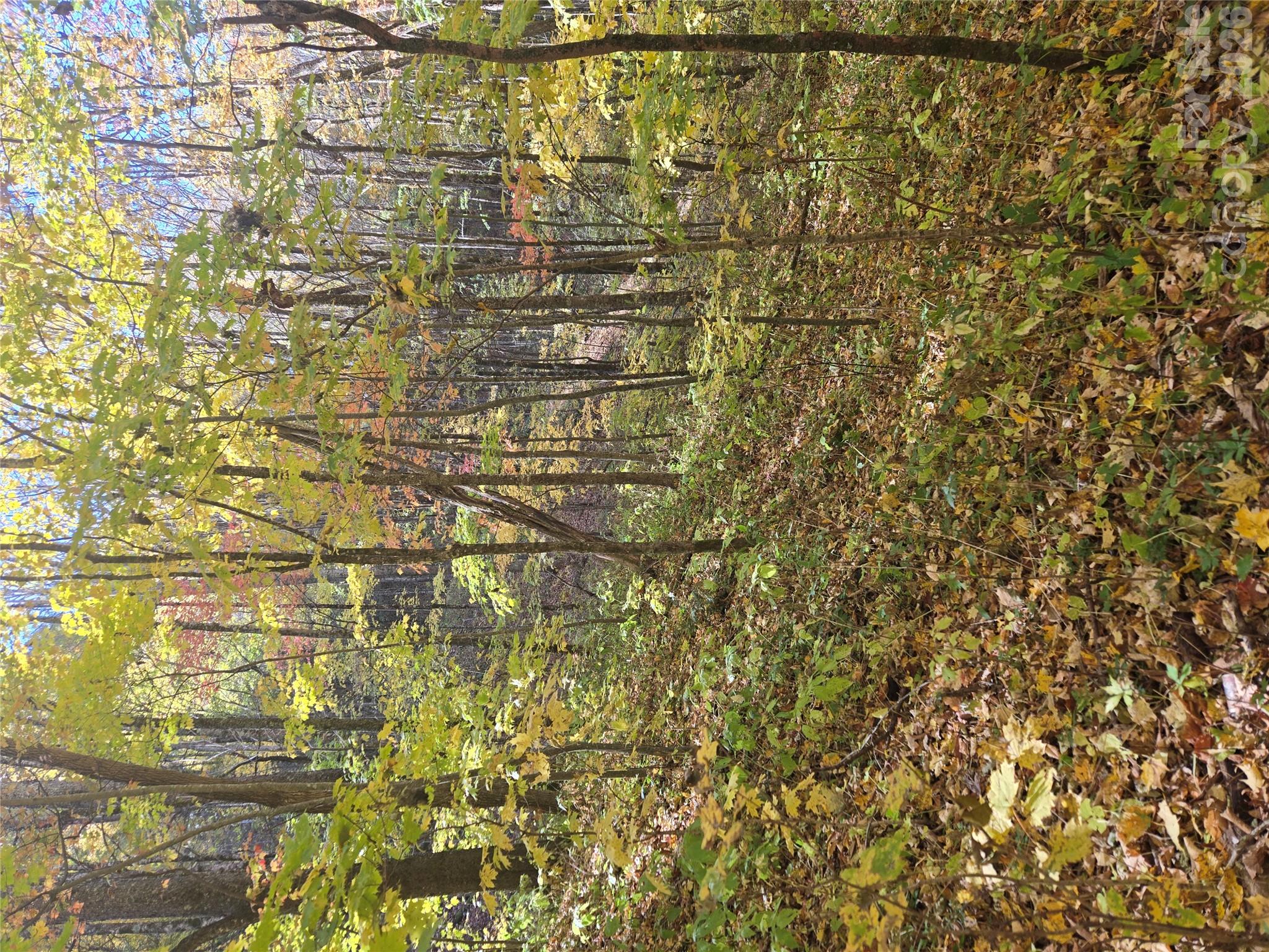Enjoy the fall on this property when you build your home in the mountains! - 24 Tater Patch Road, Maggie Valley