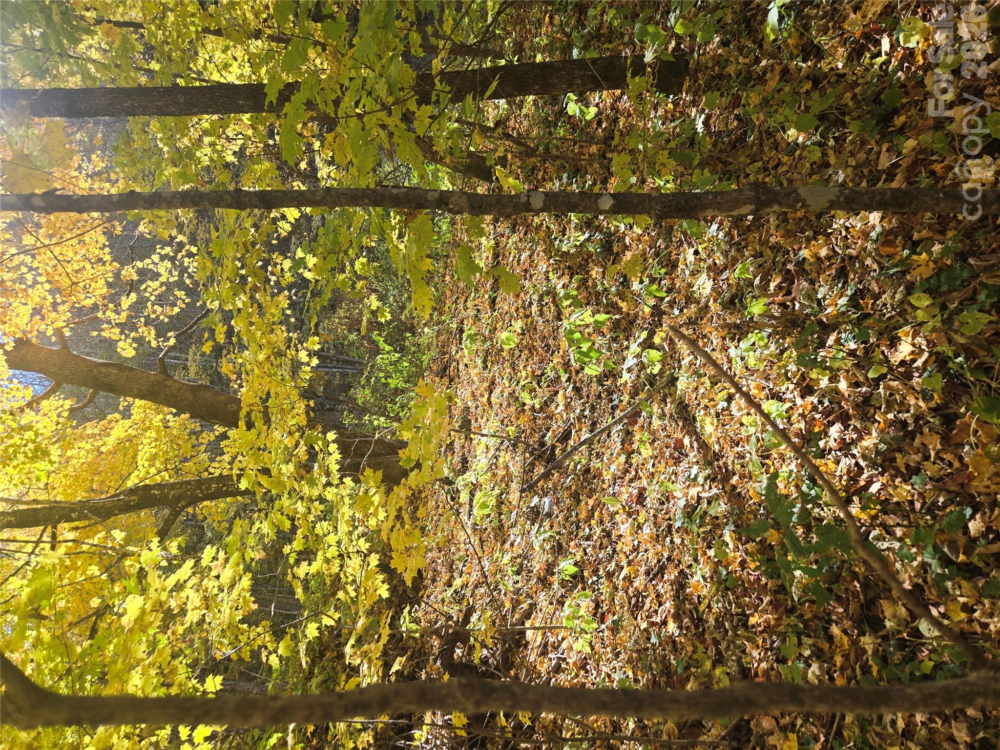 Perfect place to call home! Fall Colors, Mountains surrounding you, Beauty! - 24 Tater Patch Road, Maggie Valley