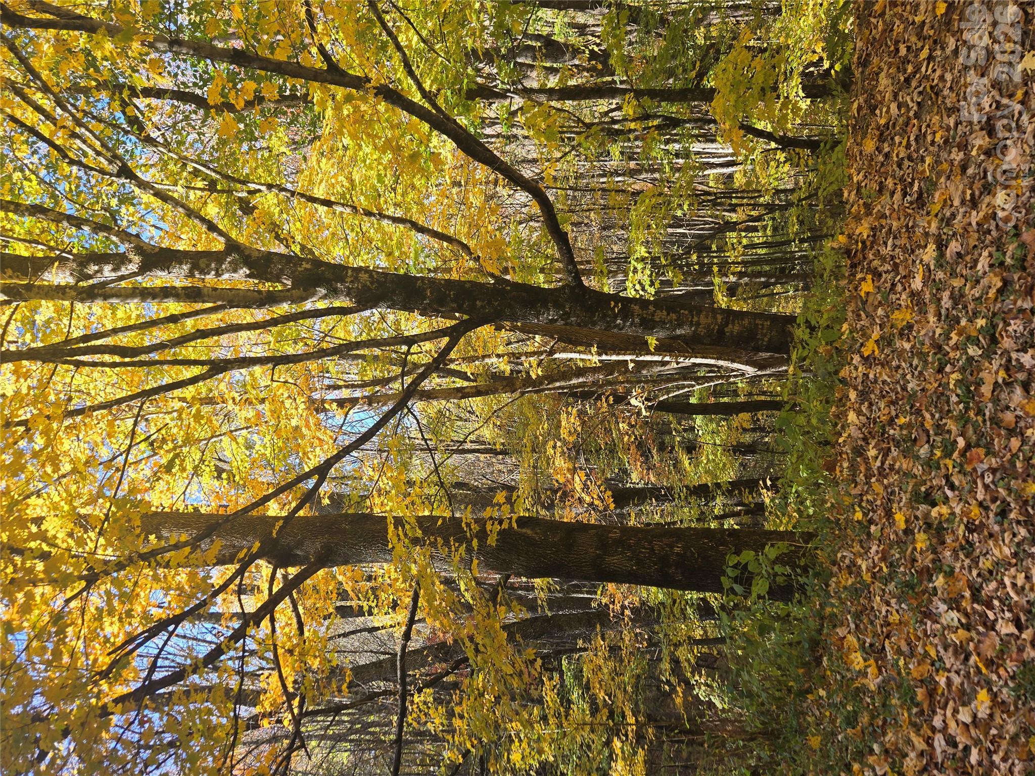 Check out all seasons on this land when you come to build your mountain get away home! - 24 Tater Patch Road, Maggie Valley