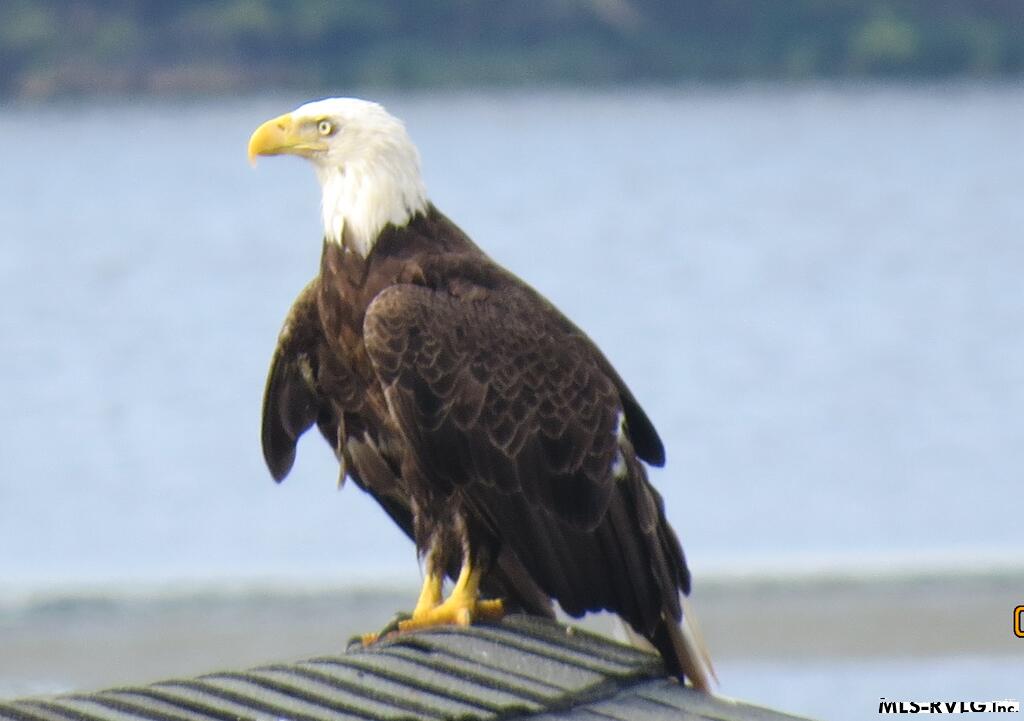 LOCAL WILDLIFE TO BE SEEN - 40 Anchor Court, Roanoke Rapids NC 27870