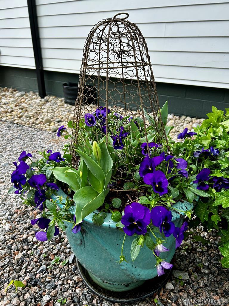 Welcoming plants to back door - 401 Mosby Ave, Littleton NC 27850