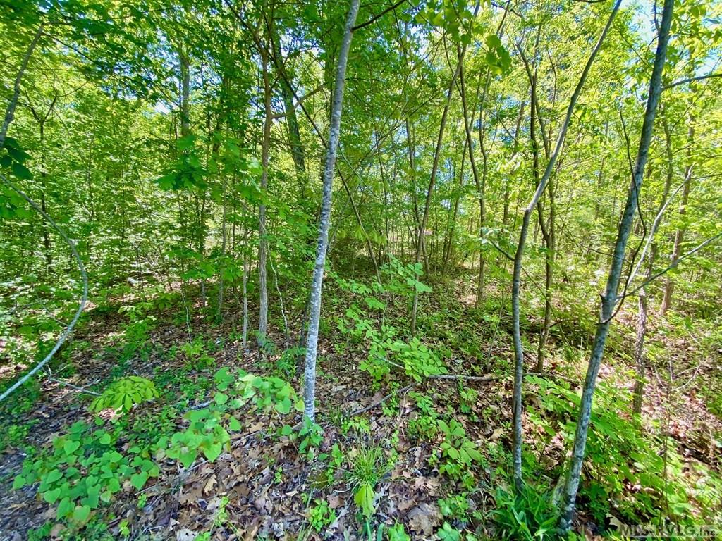 Lot - Lot 5 Palomino Road, Buffalo Junction VA 24529