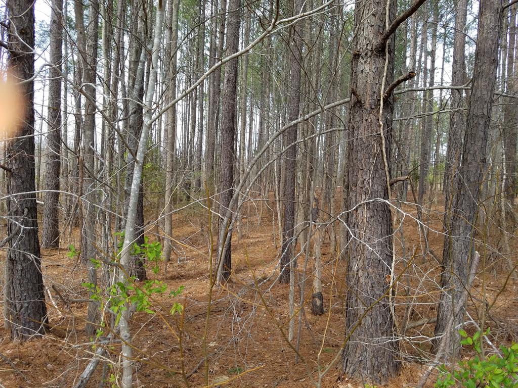Main View - TBD Highway 903, Littleton NC 27850